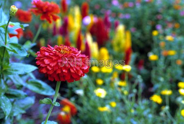 Zinnia elegans 'Dahlia-flowered'