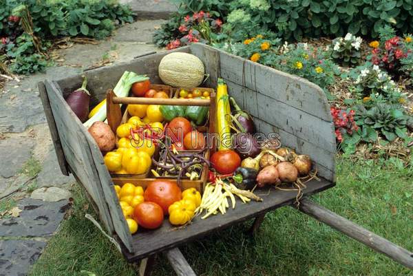 Vegetable garden