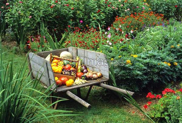 Vegetable garden