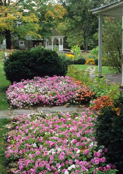 Impatiens x wallerana