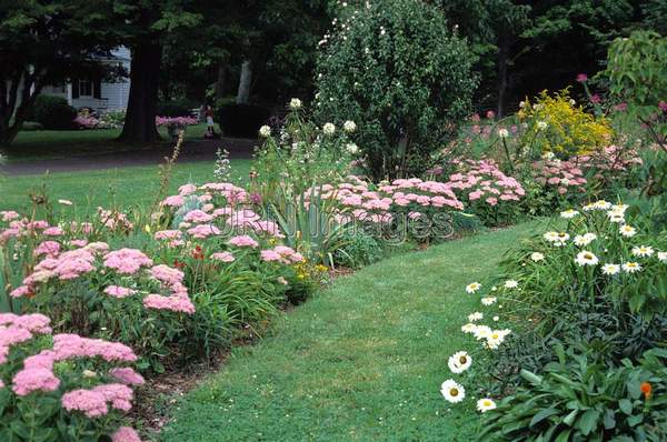 Perennial border