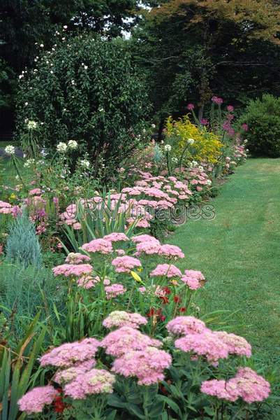 Sedum spectabile