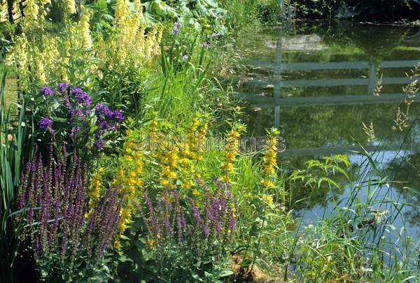 Lysimachia punctata