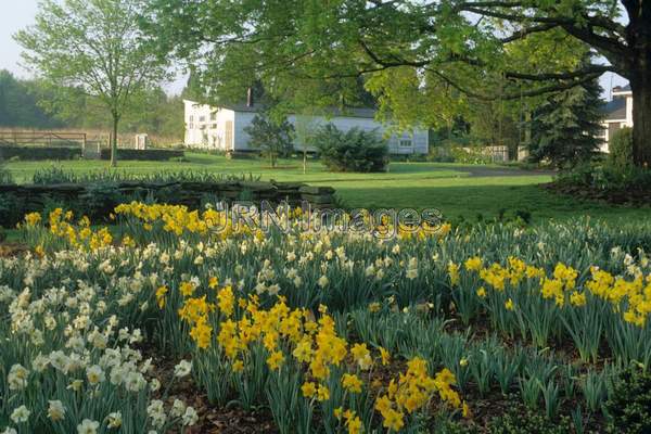 Daffodils