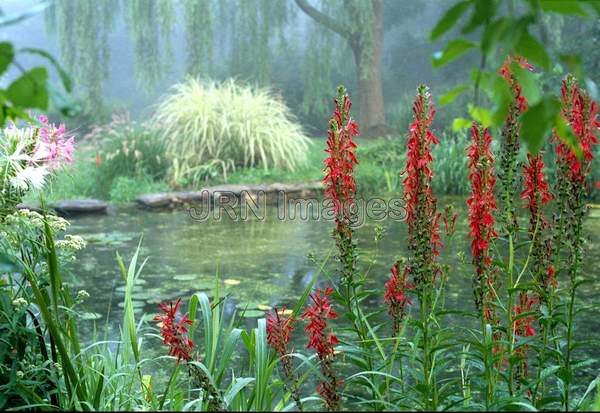 Lobelia cardinalis