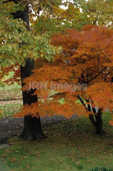 Acer palmatum