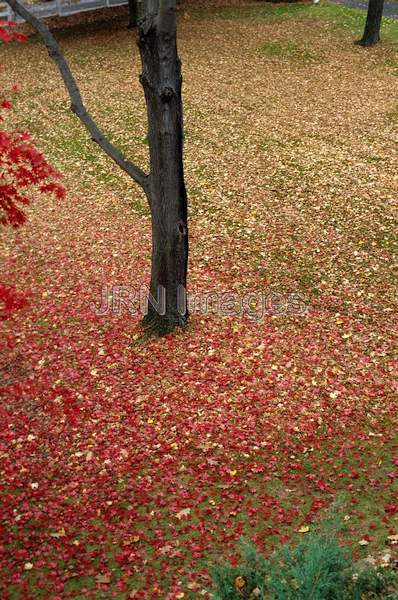 Acer palmatum