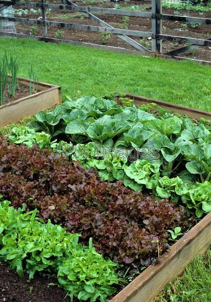 Vegetable garden