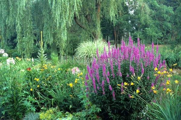 Lythrum salicaria