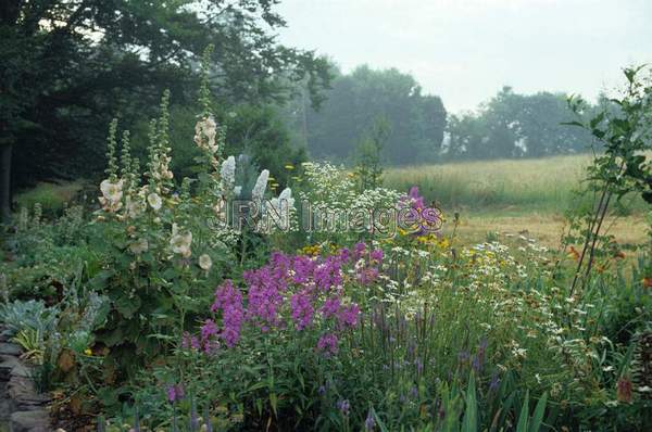 Phlox paniculata