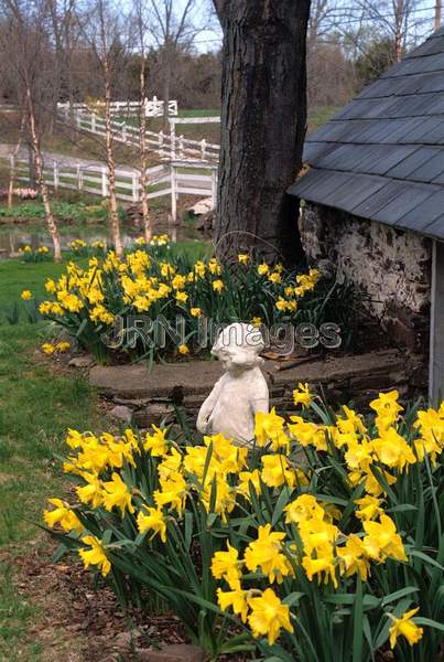 Narcissus 'Spellbinder'