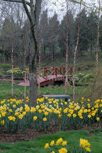 Daffodils