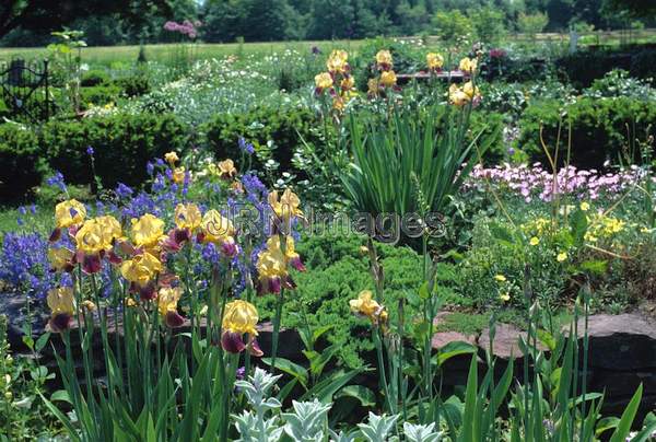 Bearded iris