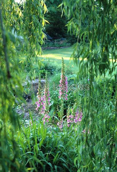 Digitalis purpurea