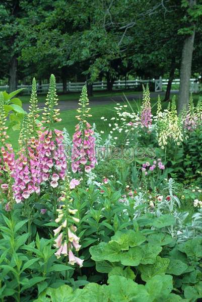 Digitalis purpurea