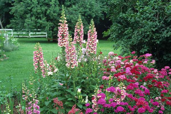 Digitalis purpurea