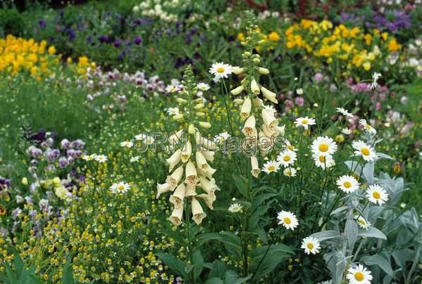 Digitalis purpurea