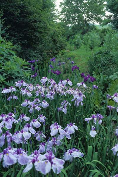 Iris ensata