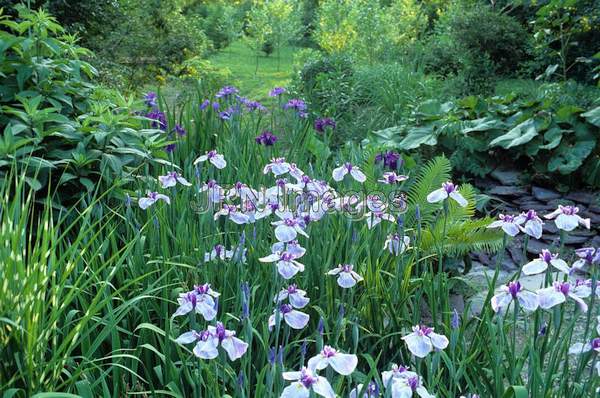 Iris ensata