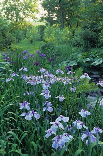 Iris ensata