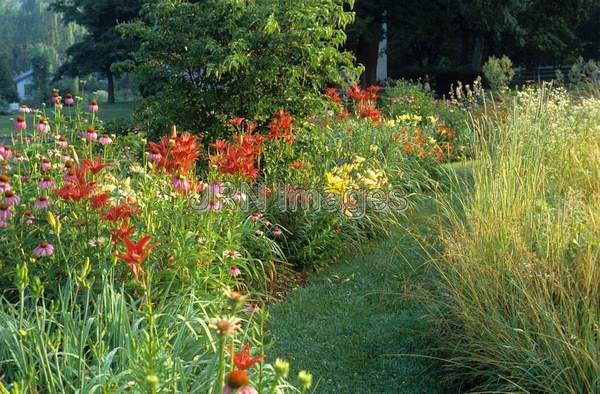 Lilium 'Cinnabar'