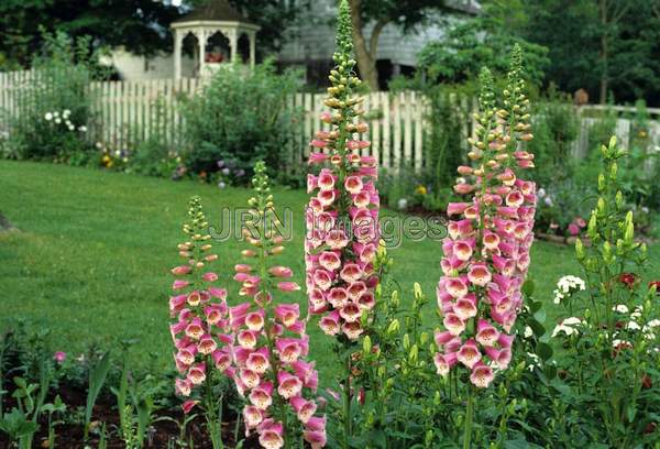 Digitalis purpurea