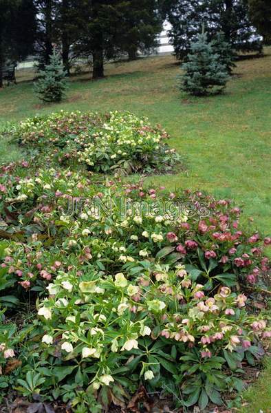 Hellebore mixed colors