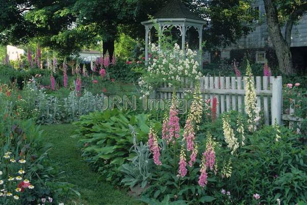 Digitalis purpurea