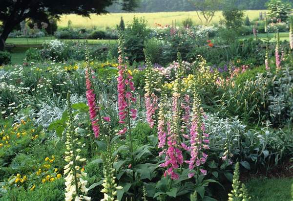 Digitalis purpurea