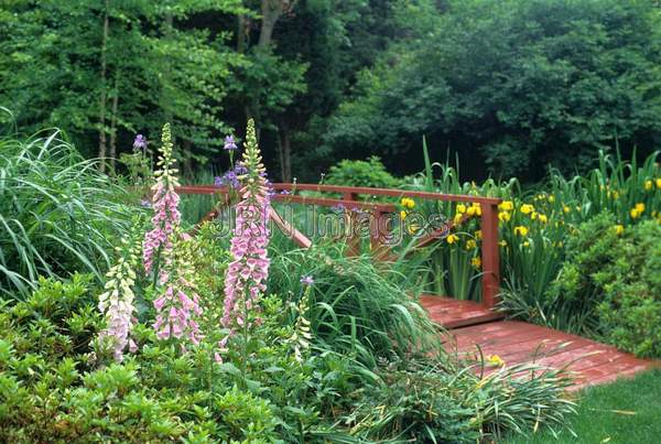 Digitalis purpurea