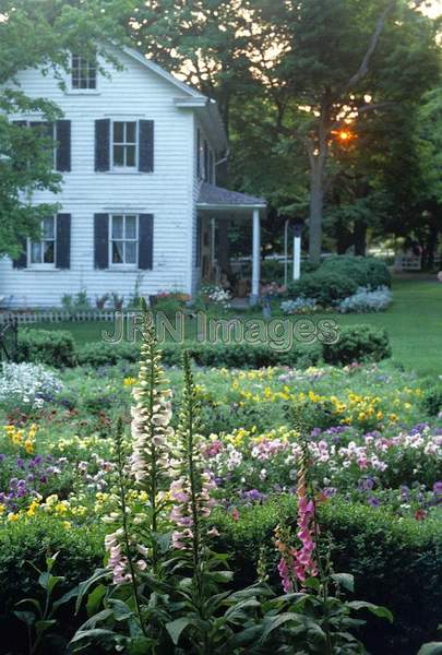 Digitalis purpurea