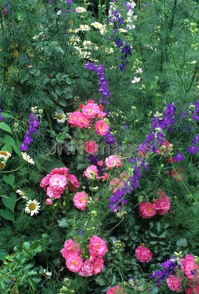 Flower carpet rose