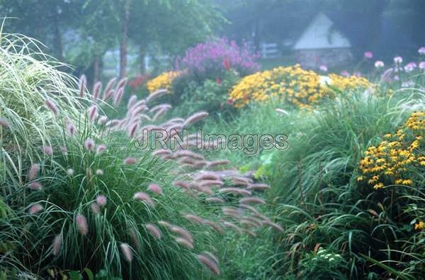 Fountain grass