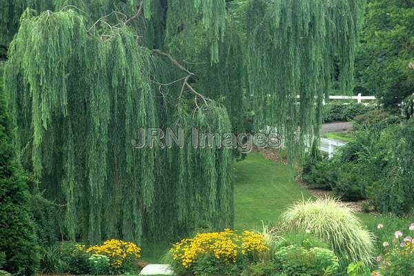 Weeping willow