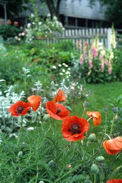 Papaver orientalis