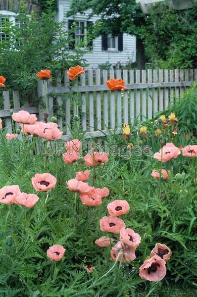 Papaver orientale 'Helen Elizabeth'