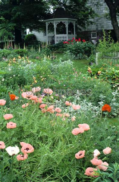 Papaver orientale