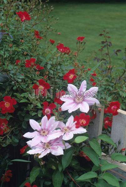 Clematis 'Nelly Moser'