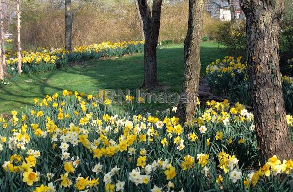 Daffodil meadow