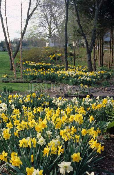 Daffodil meadow