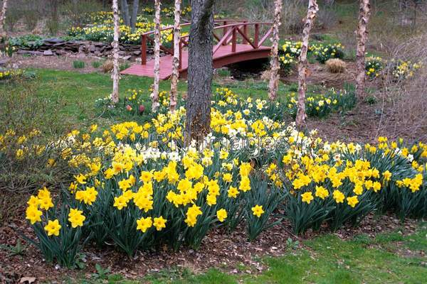 Daffodils