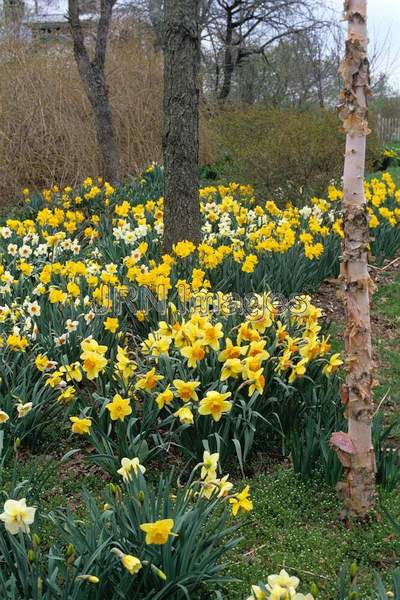 Daffodil meadow