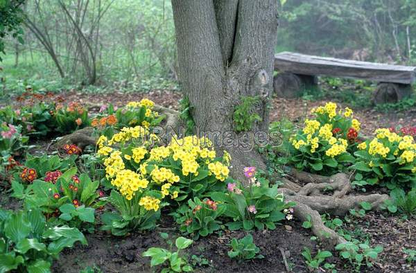 Primrose garden