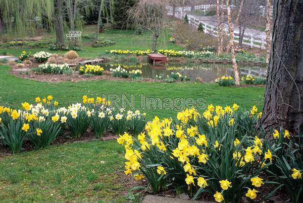 Daffodil meadow