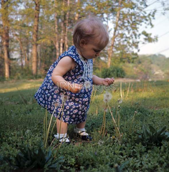 Girl picking dandelions