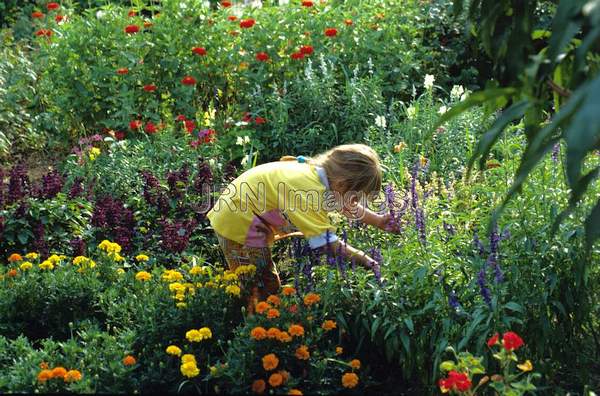 Cutting Garden