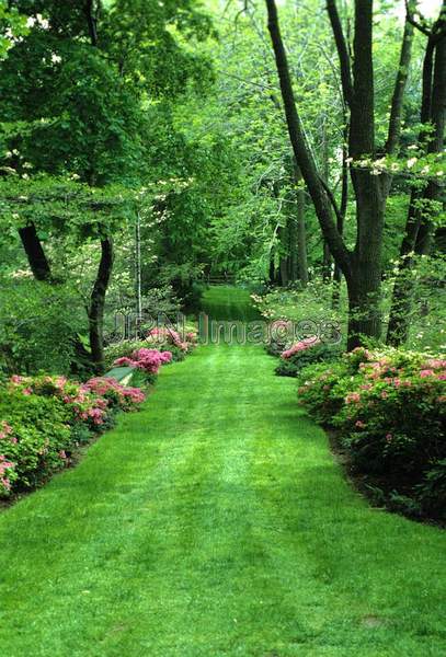 Avenue of trees