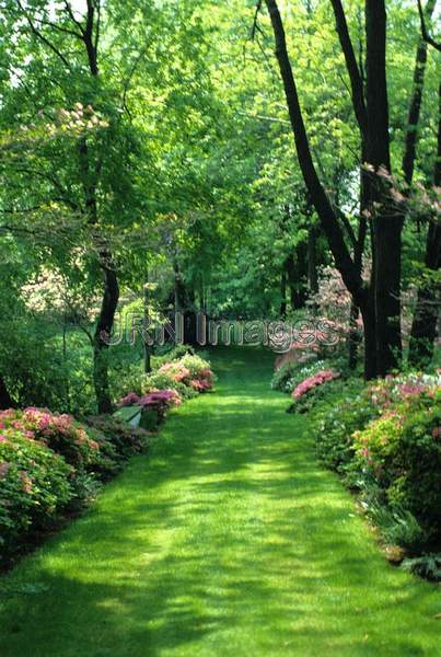 Avenue of trees