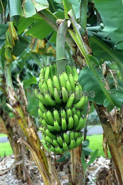 Banana tree