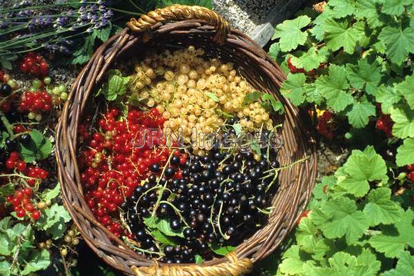 Currants mixed colors